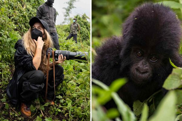 2-Day Gorilla Trek & Golden Monkey Walk from Wilderness Bisate