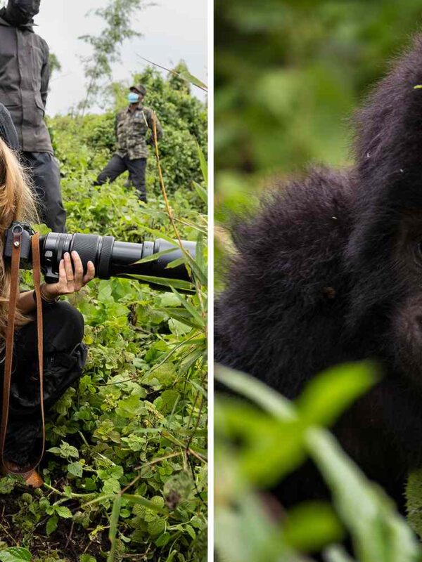 2-Day Gorilla Trek & Golden Monkey Walk from Wilderness Bisate