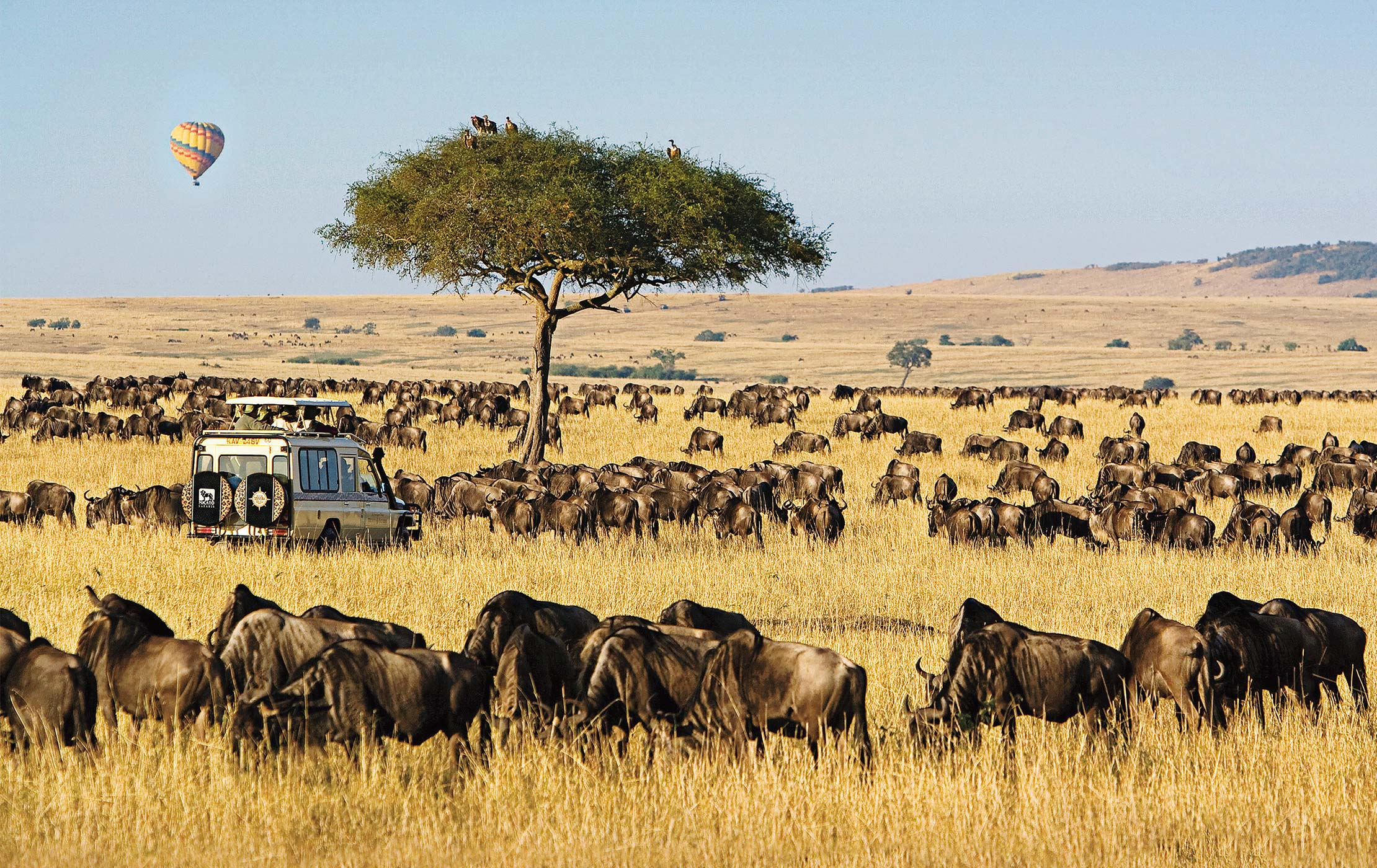 Kenya and Tanzania offer the quintessential East African safari experience. Home to some of the most iconic wildlife parks, such as the Maasai Mara, Serengeti, and Ngorongoro Crater, these two countries are the epicenter of African wildlife and the Great Migration. Boots in the Jungle Safaris takes you through these magical destinations, providing an unparalleled safari adventure across the Savannah and beyond.
Maasai Mara (Kenya): Known for the world-famous Great Migration, the Maasai Mara National Reserve offers some of the best safari experiences on the planet.