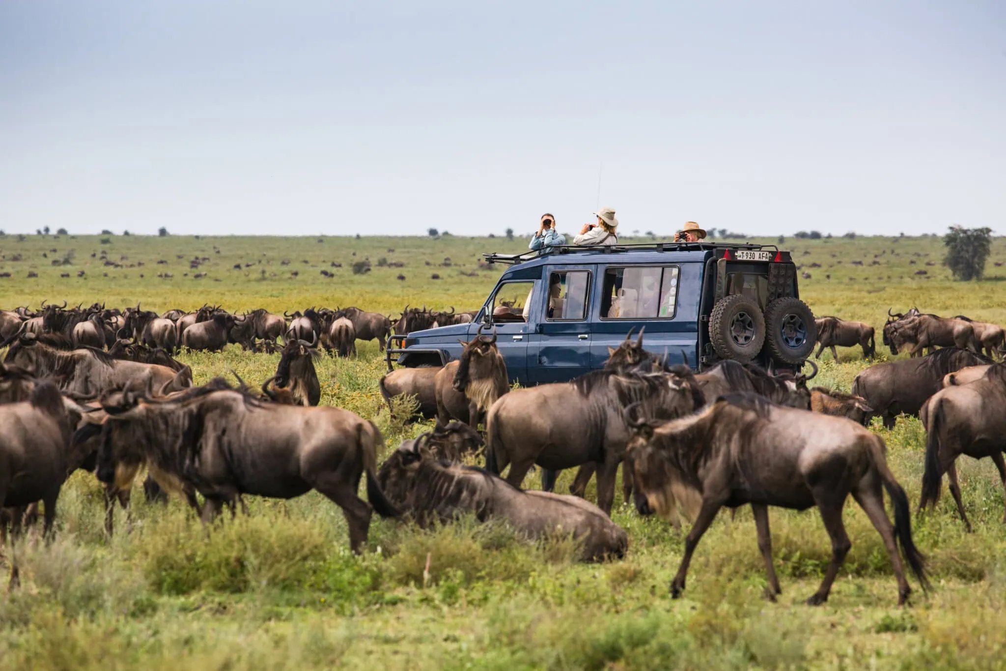 Sunset game drives are among the most romantic moments during African Honeymoon Safaris. As the golden light spreads across the savannah, wildlife becomes more active and the landscape transforms into a breathtaking scene of color and movement.
