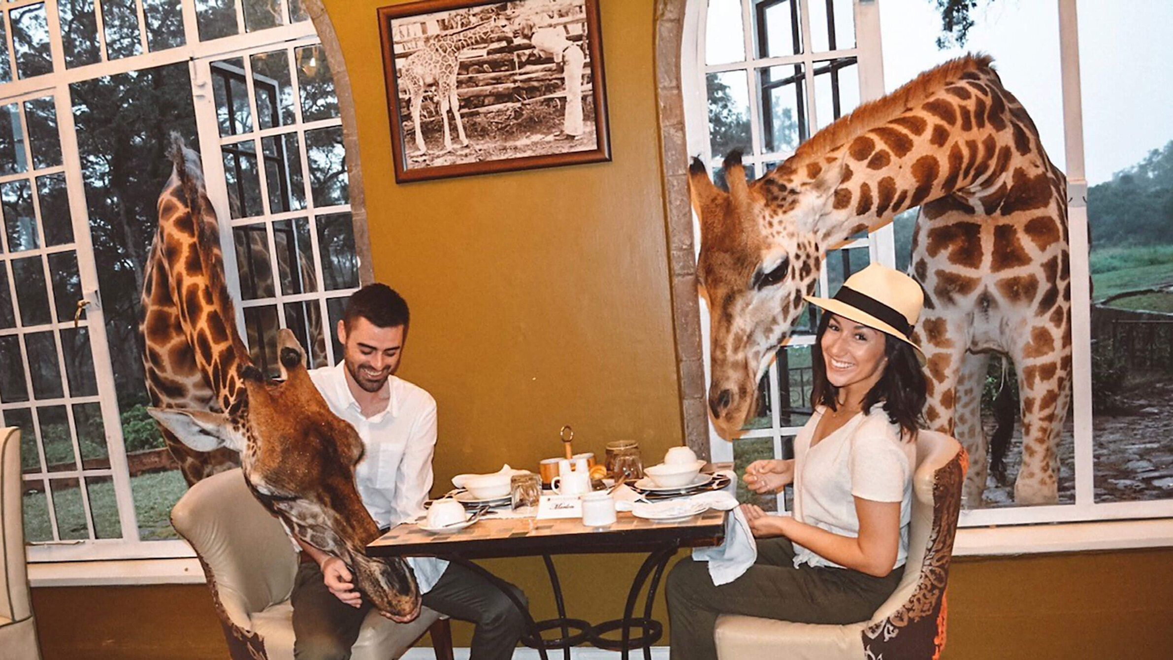 African Safari Honeymoon feeding giraffe