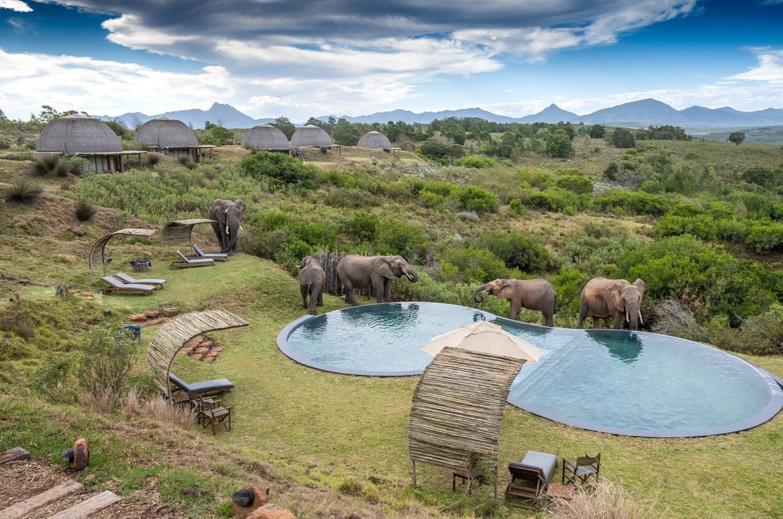 African Safari Honeymoon pool in the jungle
