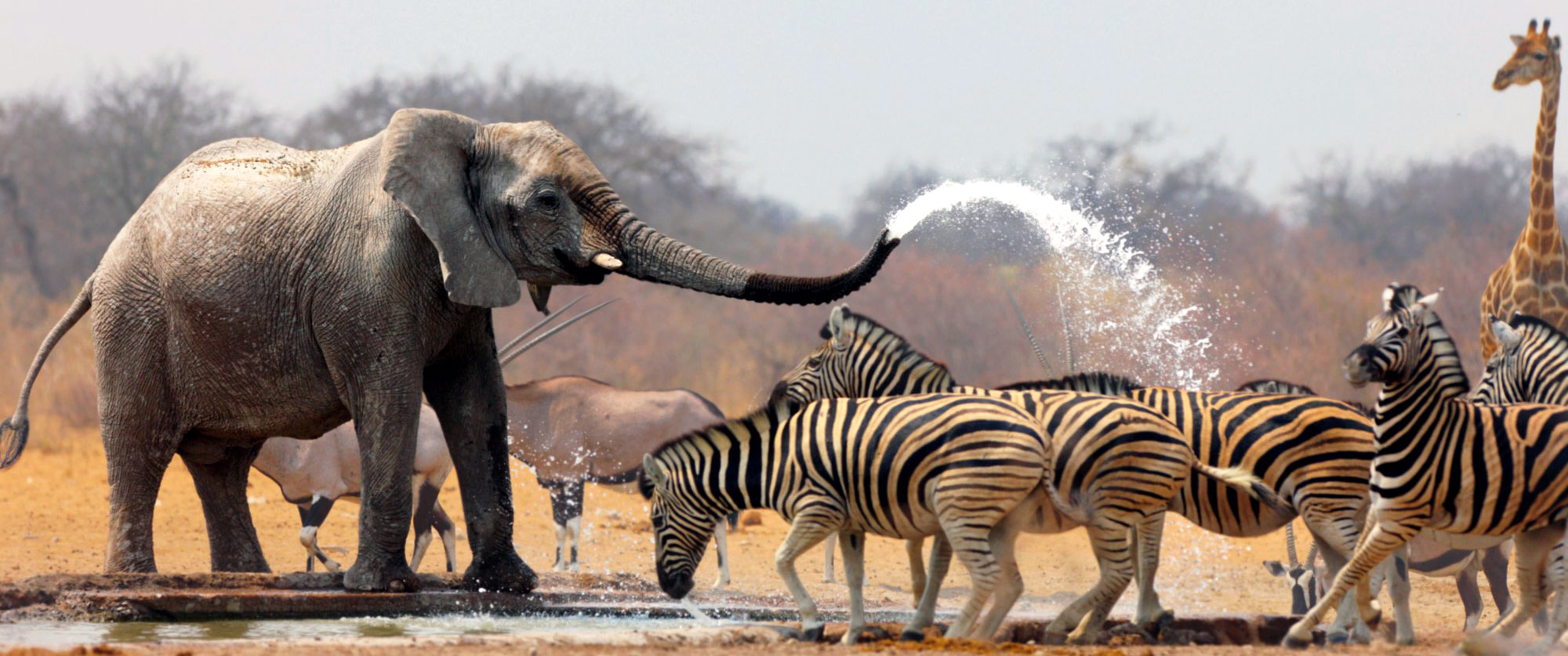 African safari honeymoon wildlife safari in South Africa