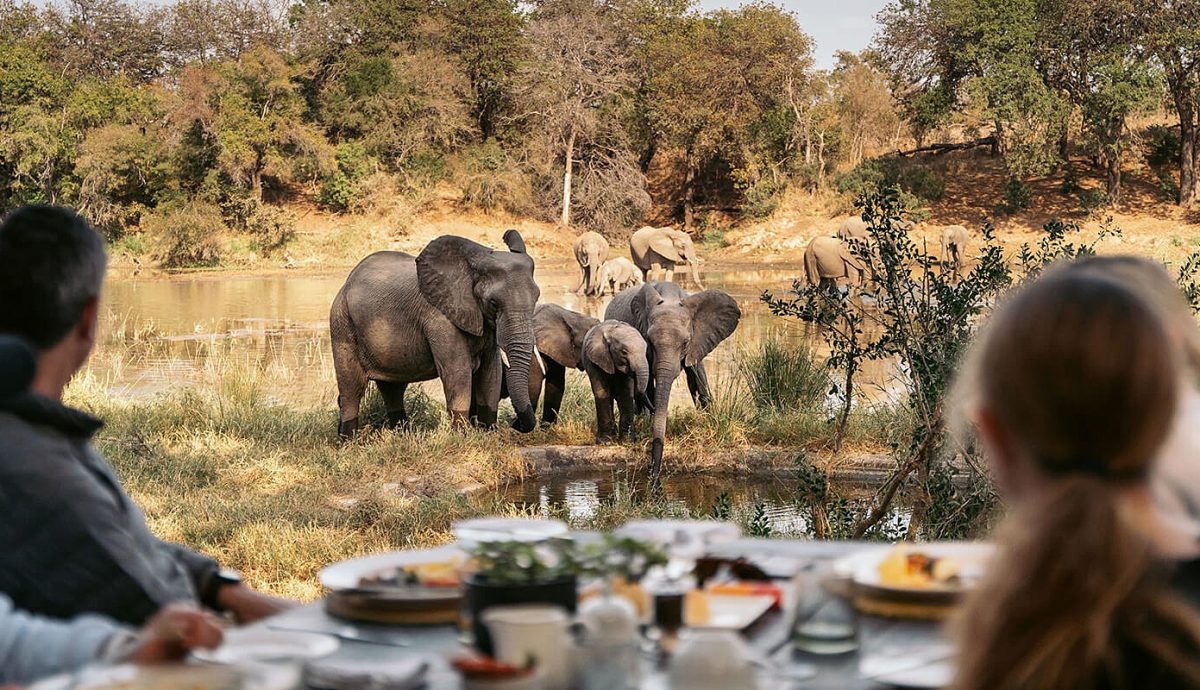 Elephant safari honeymoon Africa