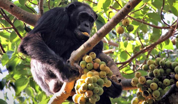 Chimpanzees Kibale