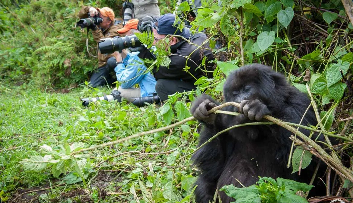 Timing matters greatly when planning a Gorilla Trekking Honeymoon because weather affects the trekking conditions, trail comfort, photography, and the overall feel of the trip.
