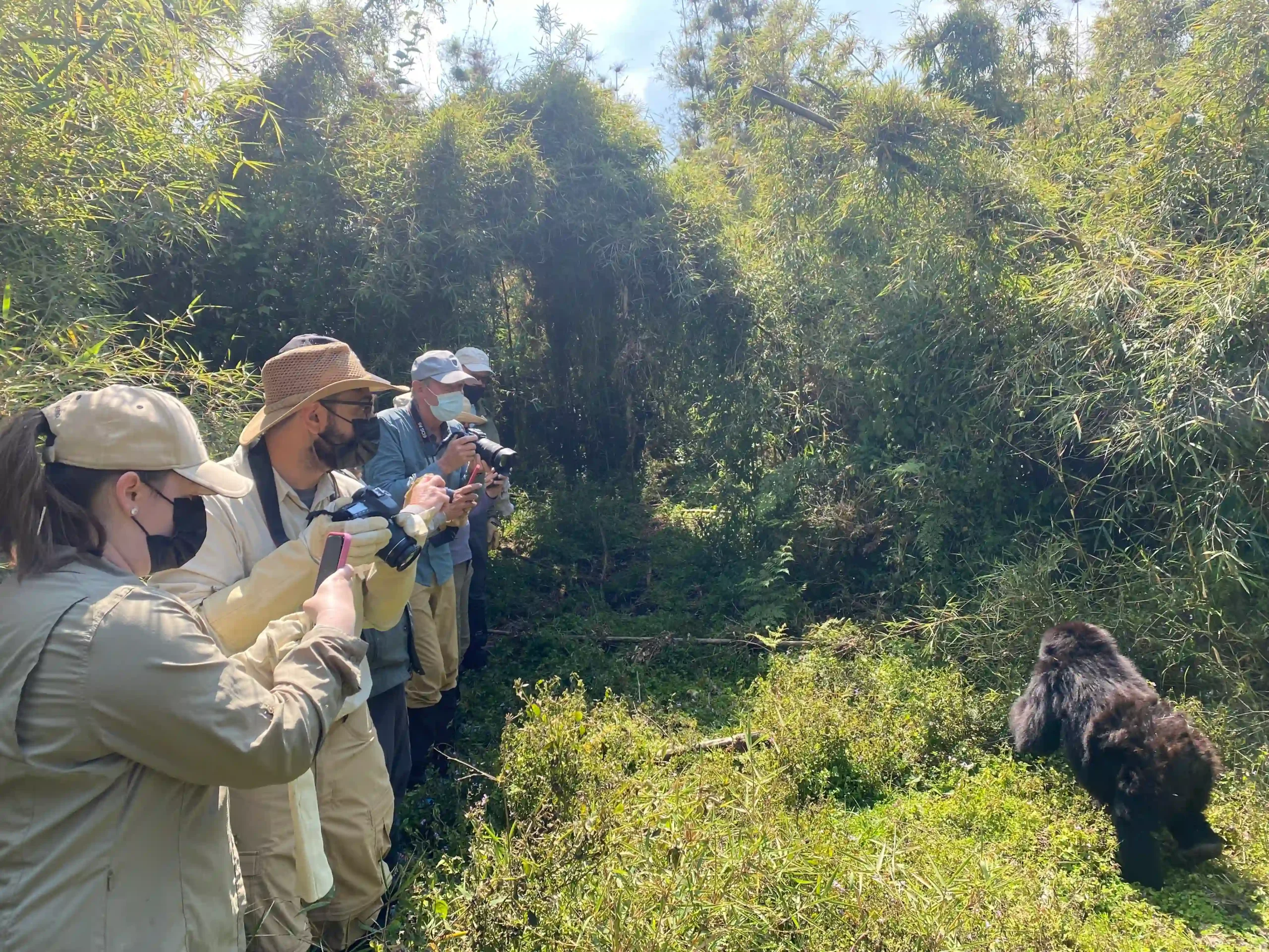 Gorilla Trekking Honeymoon in Rwanda experience