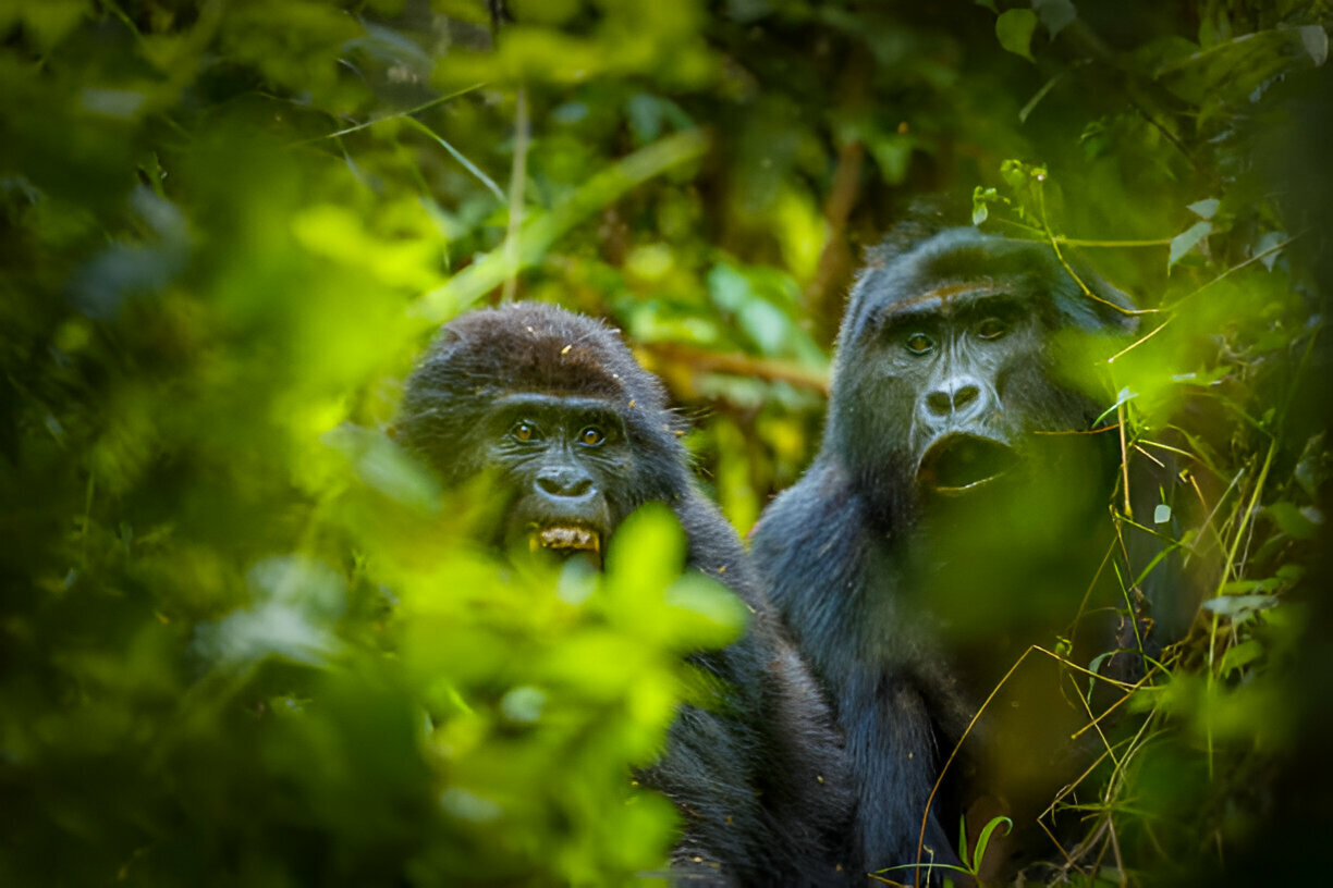 Couple gorilla trekking honeymoon safari in Africa