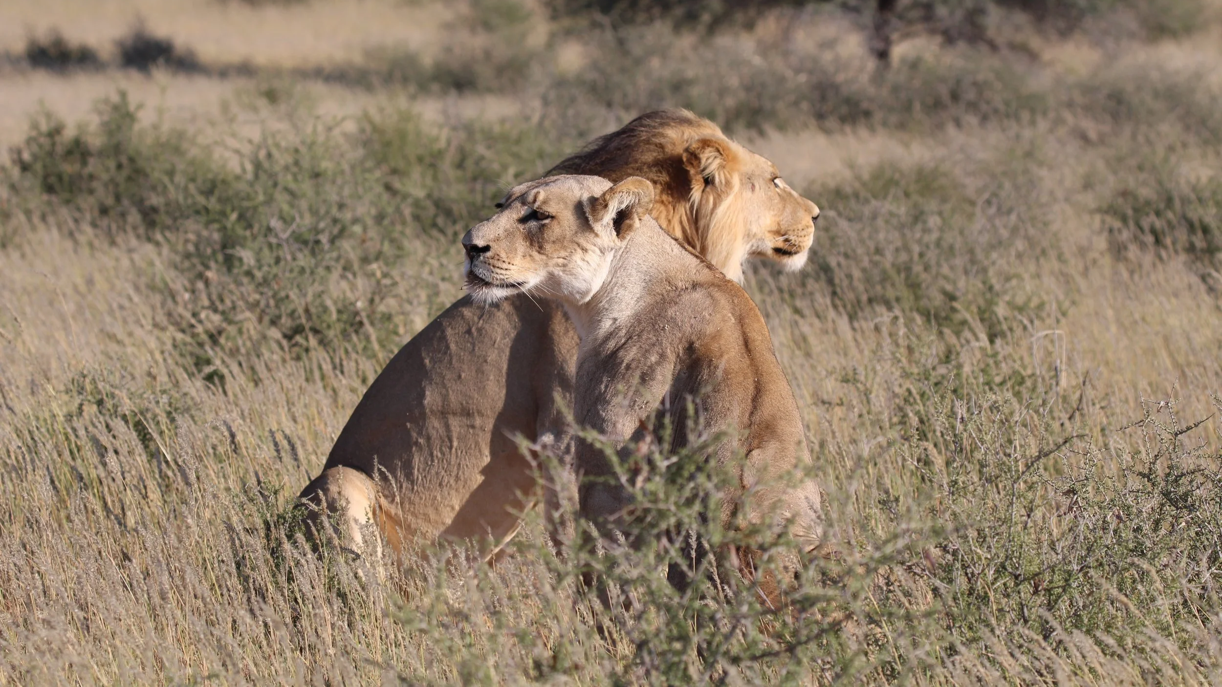 Luxury African honeymoon safari lions