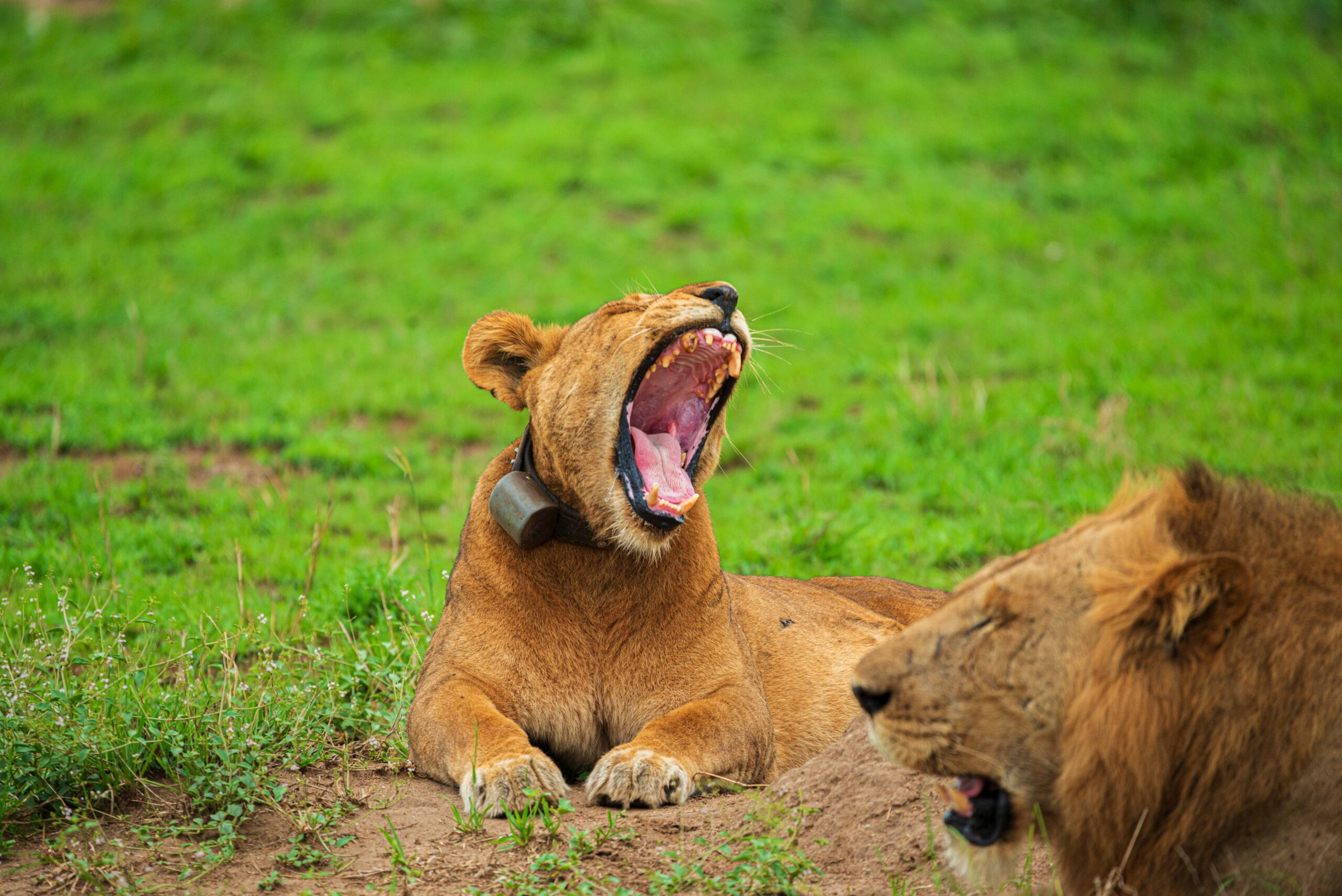 Luxury Safari Honeymoon Experience