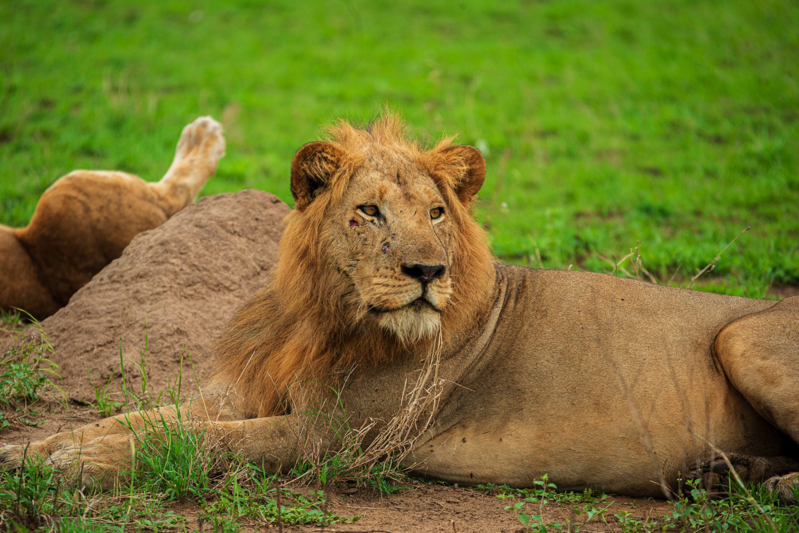 Transfer to Queen Elizabeth National Park.
