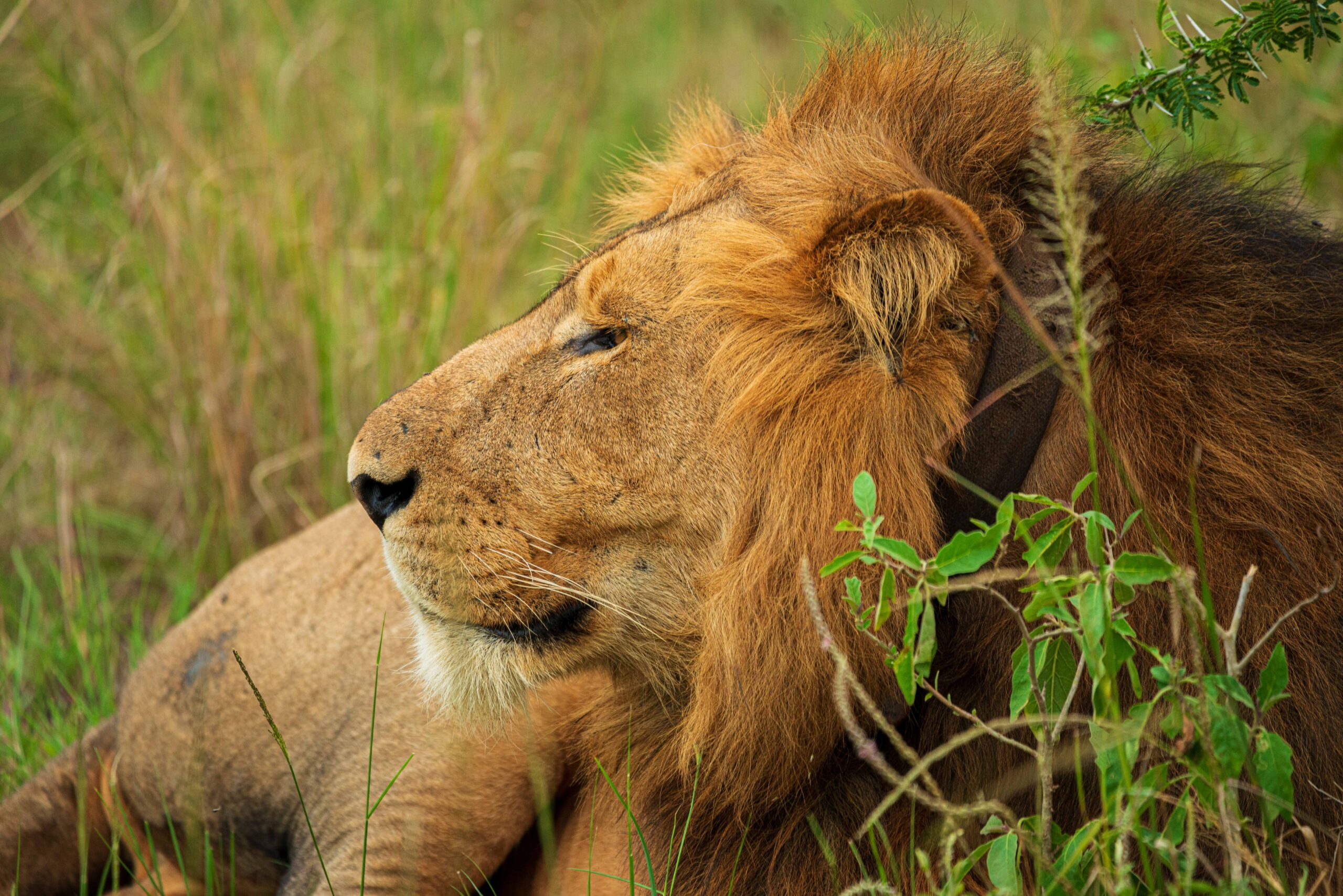 Romantic Safari Honeymoon Africa