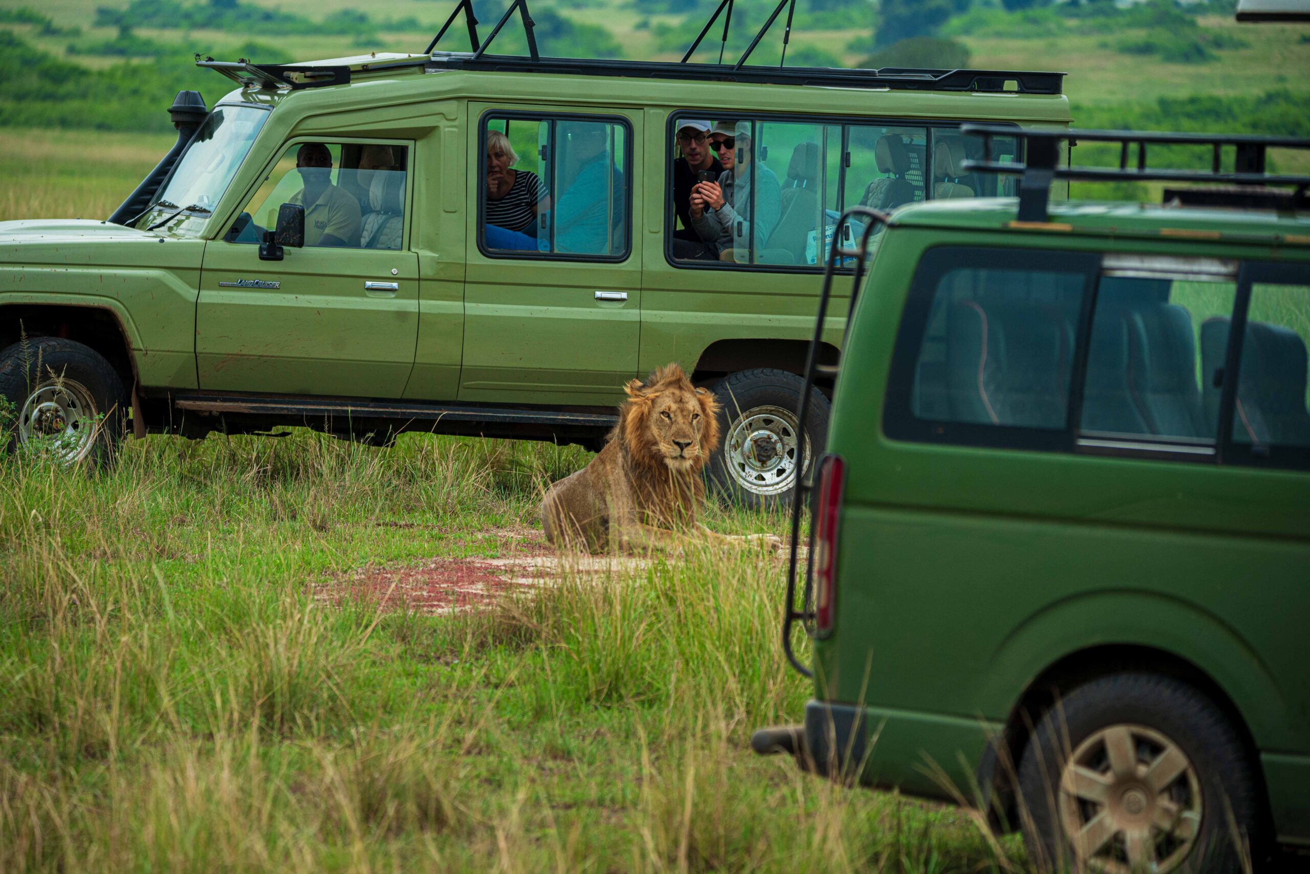 Morning game drive followed by a boat cruise along the Kazinga Channel—one of Africa’s richest wildlife viewing spots.