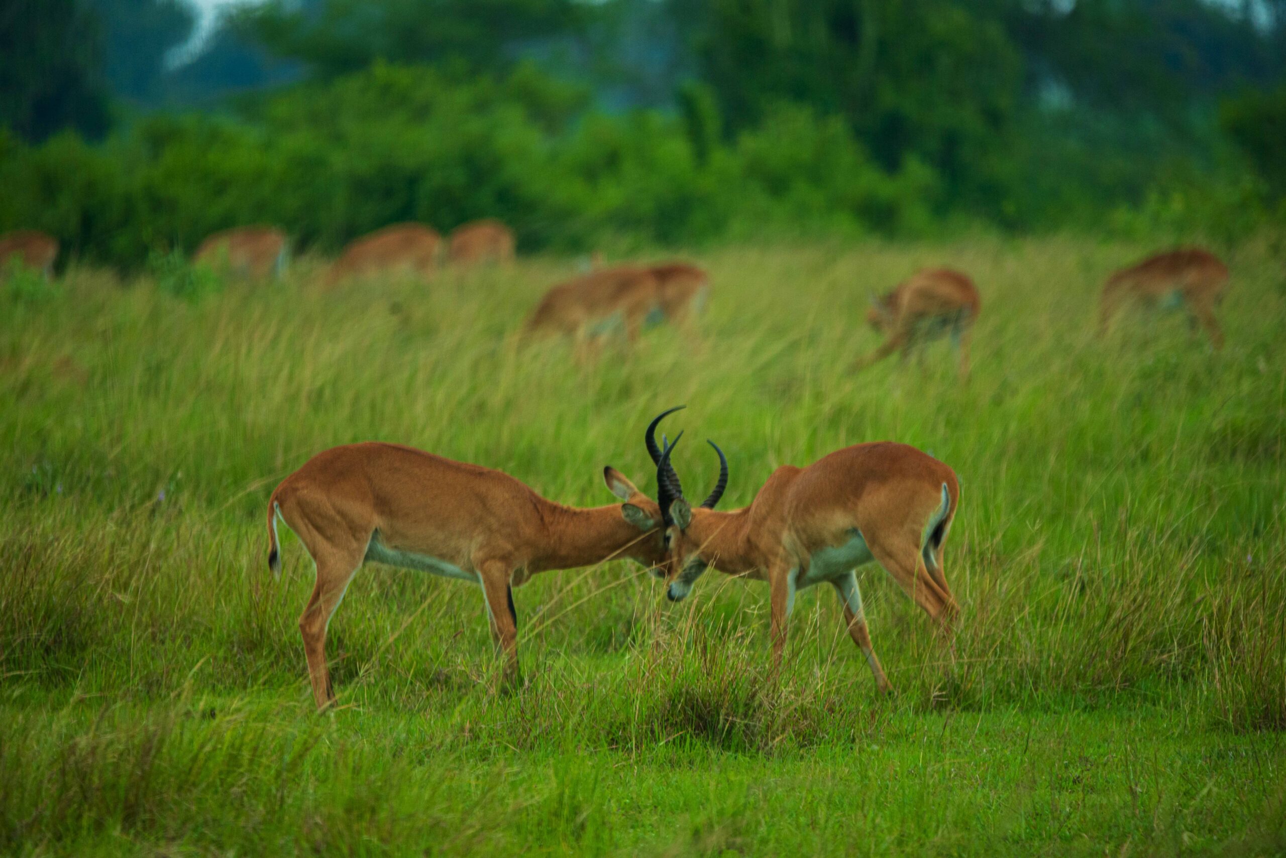 Take a short and scenic drive to Queen Elizabeth National Park.
