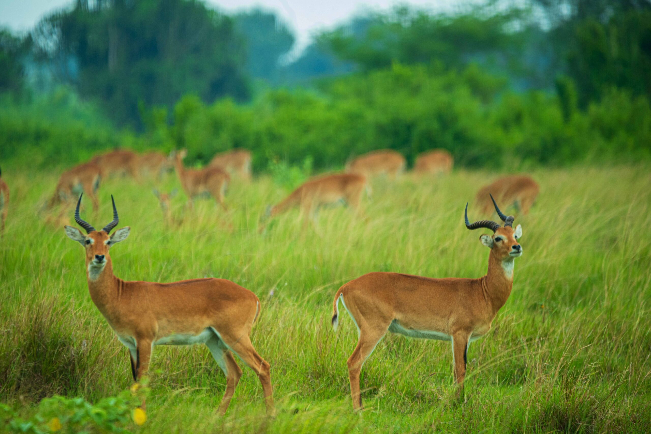 The 5 Days Uganda Honeymoon Safari brings you face to face with Africa’s most iconic wildlife in a way that feels raw and authentic.
