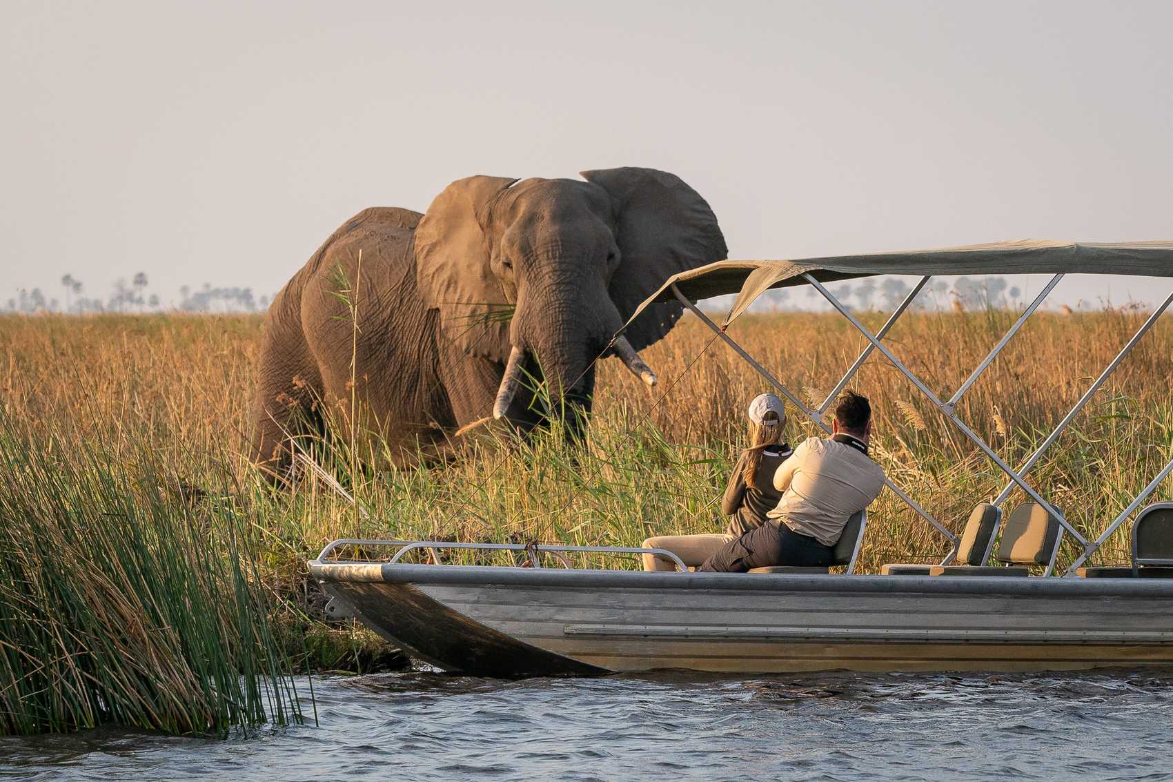 An African Safari Honeymoon in Botswana is synonymous with exclusivity, privacy, and pristine wilderness. The Okavango Delta is one of Africa’s most unique and beautiful ecosystems, where water channels, islands, and floodplains create a serene and intimate safari setting.
