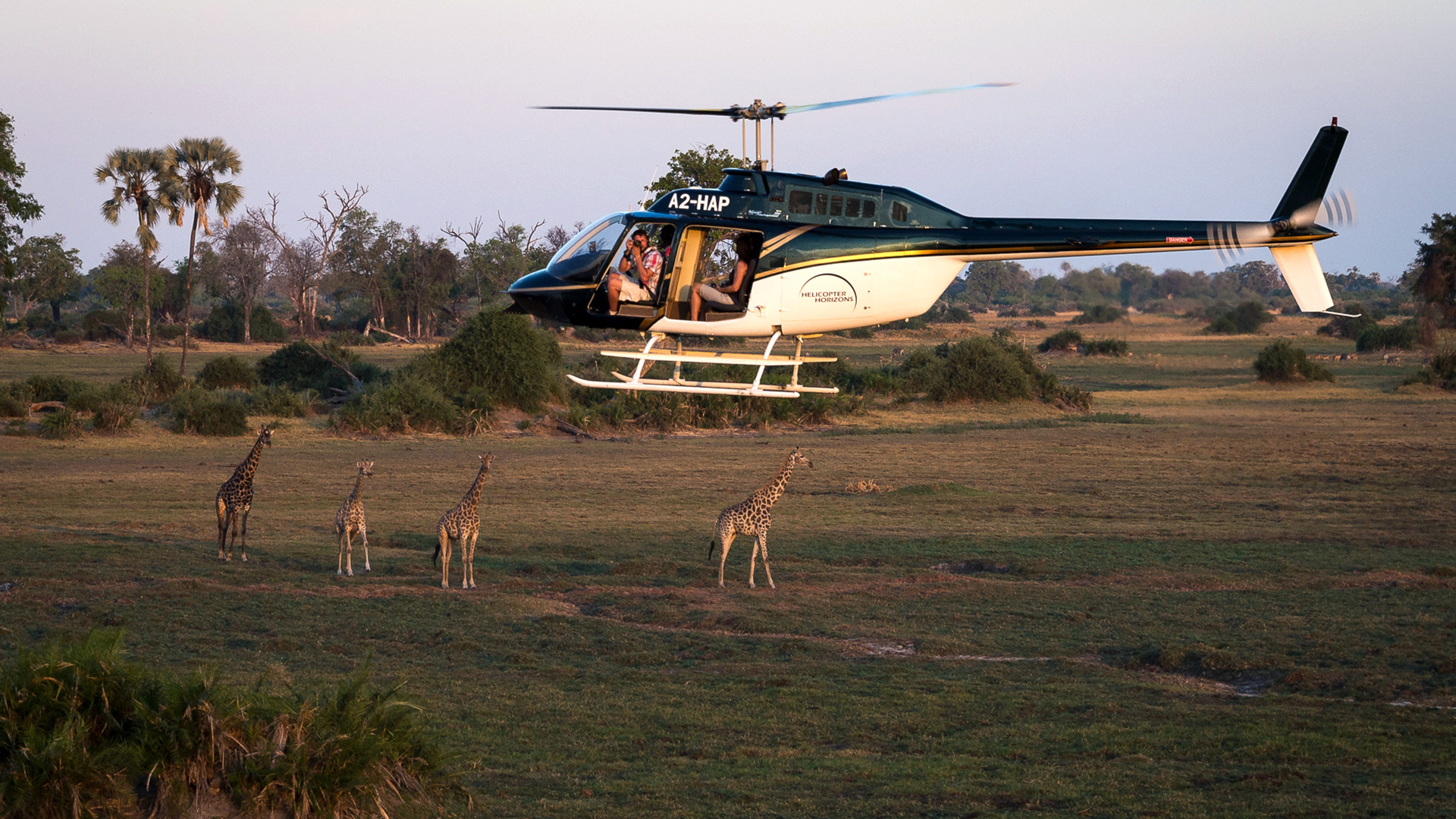 Private helicopter safari giraffe experience