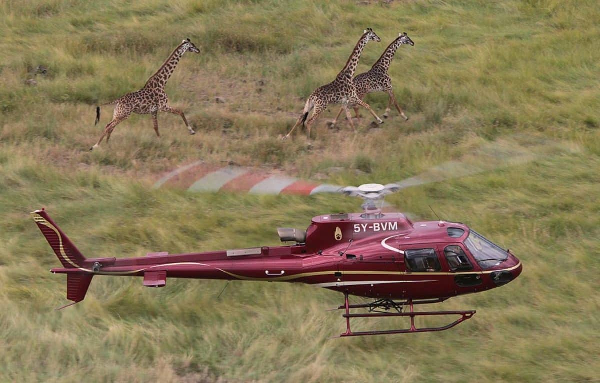 Helicopter safari honeymoon watching giraffes