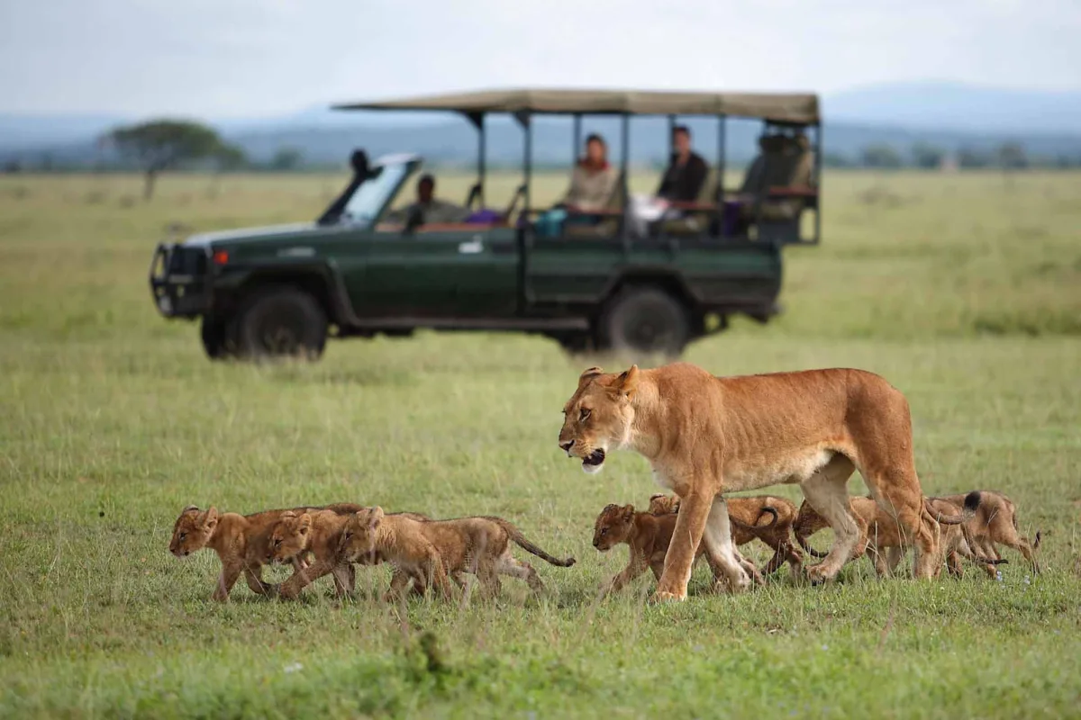 Tanzania safari honeymoon packages experience