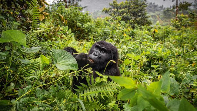 his is the highlight of your 8 Days Rwanda Romantic Safari.
