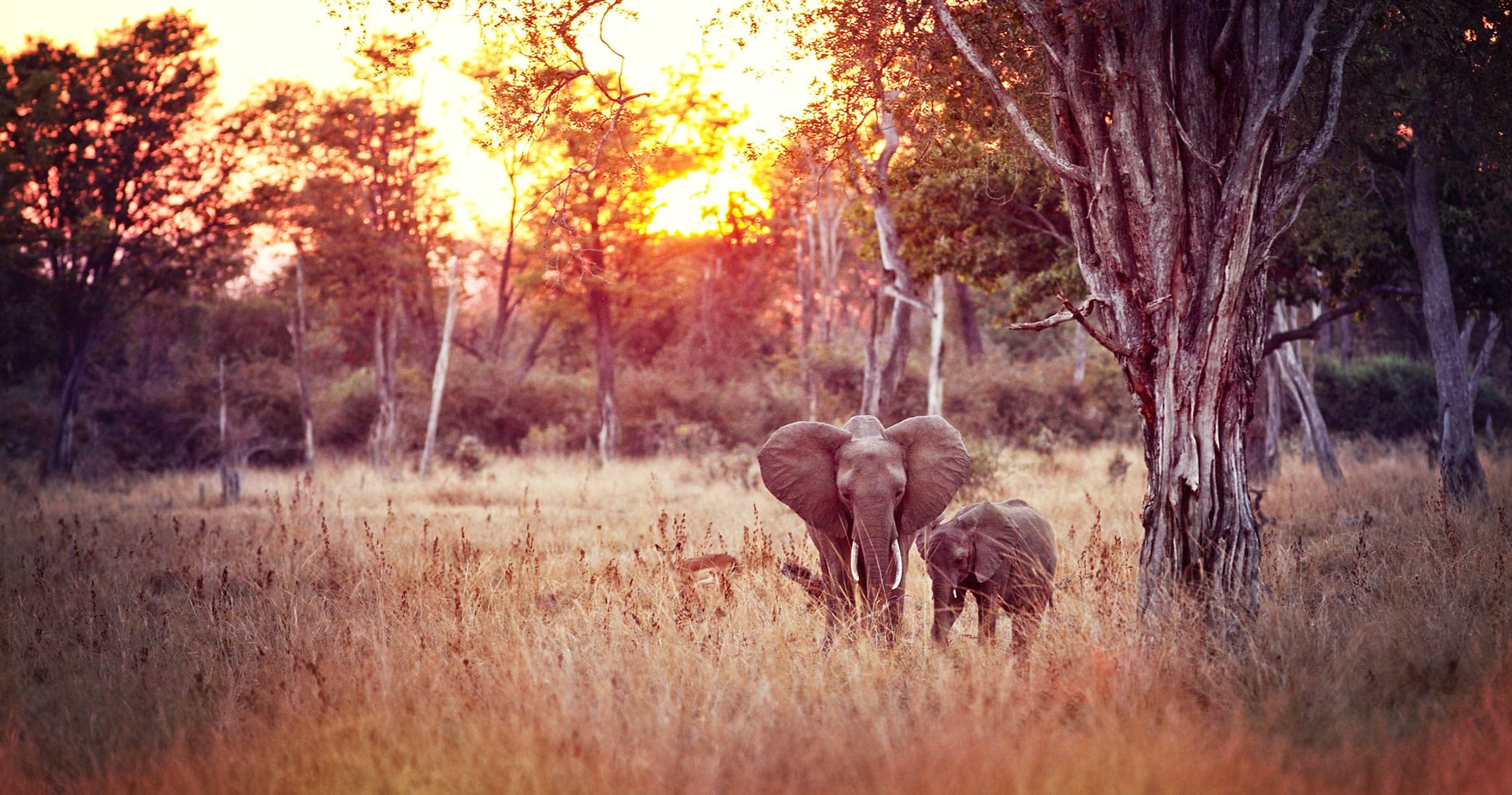 South Luangwa honeymoon safari image