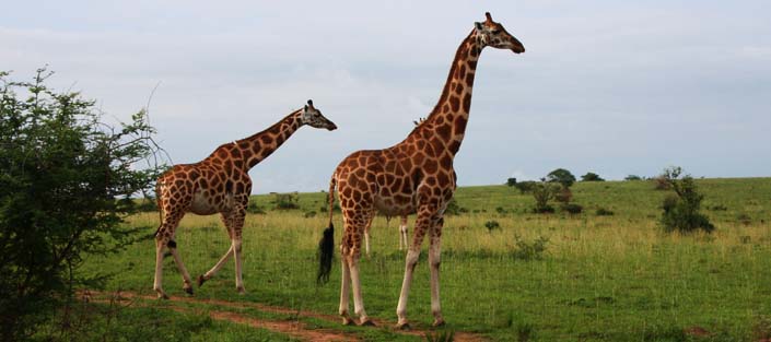 Giraffes in Uganda National Parks
