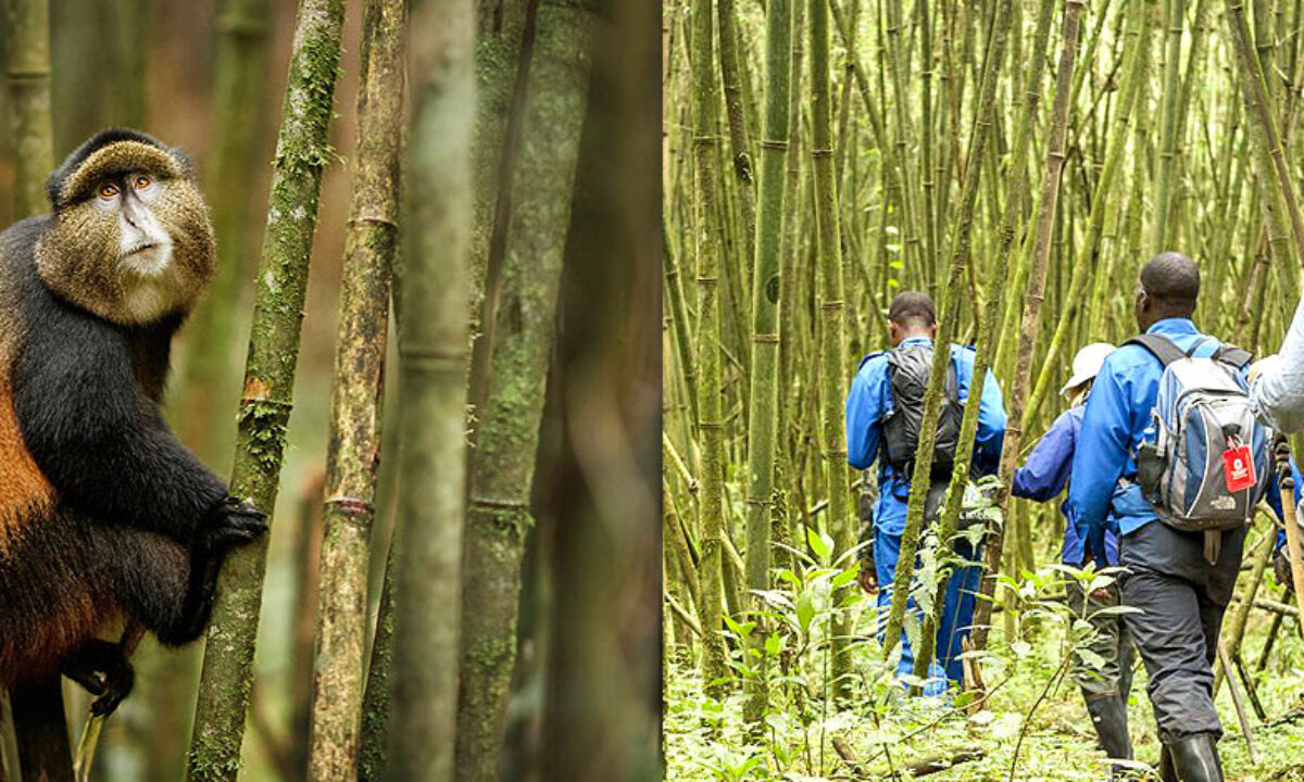 Golden Monkey Trekking in the bamboo forests
