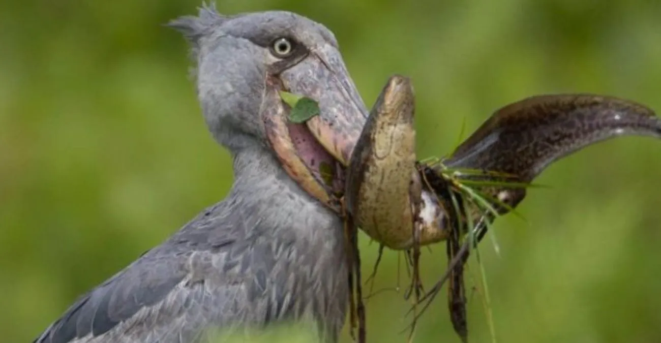 Shoebill Birding