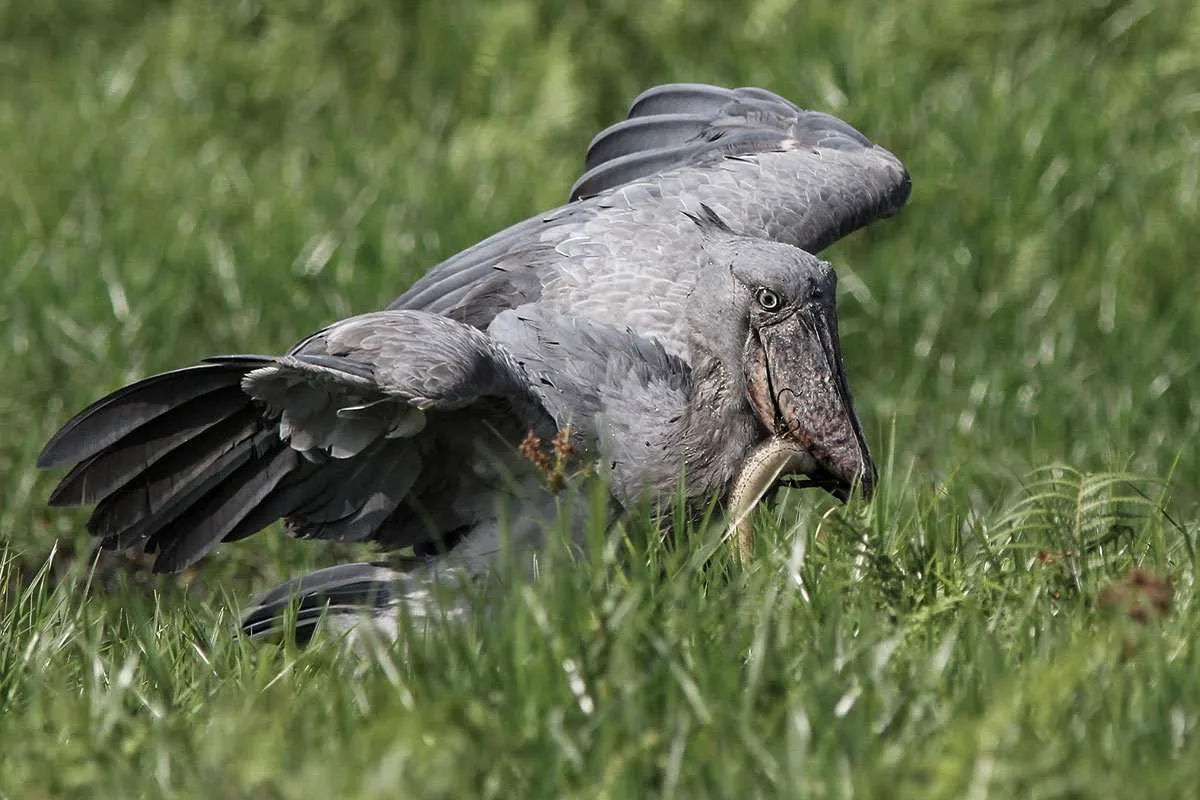 Shoebill Wildlife