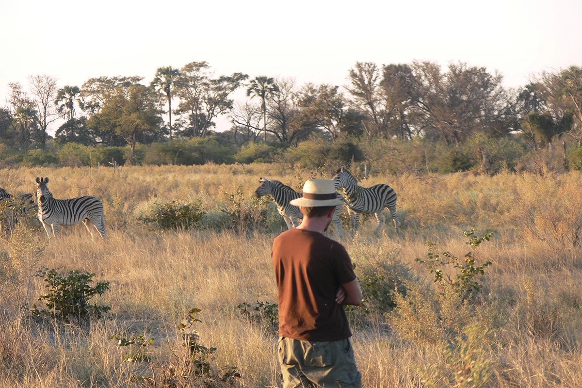Zebras in African National Park