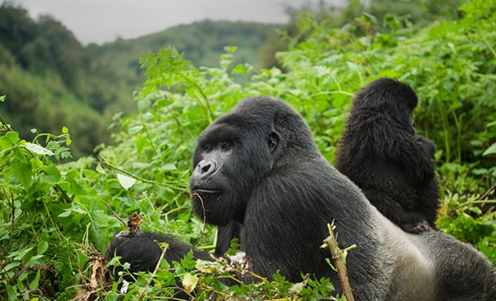 Gorilla Trekking Wildlife