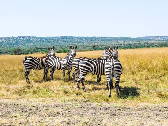10 Days Rwanda Honeymoon Safari Itinerary 2