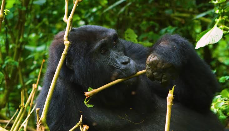 3 to 5 Day Honeymoon Gorilla Trekking and Lake Bunyonyi