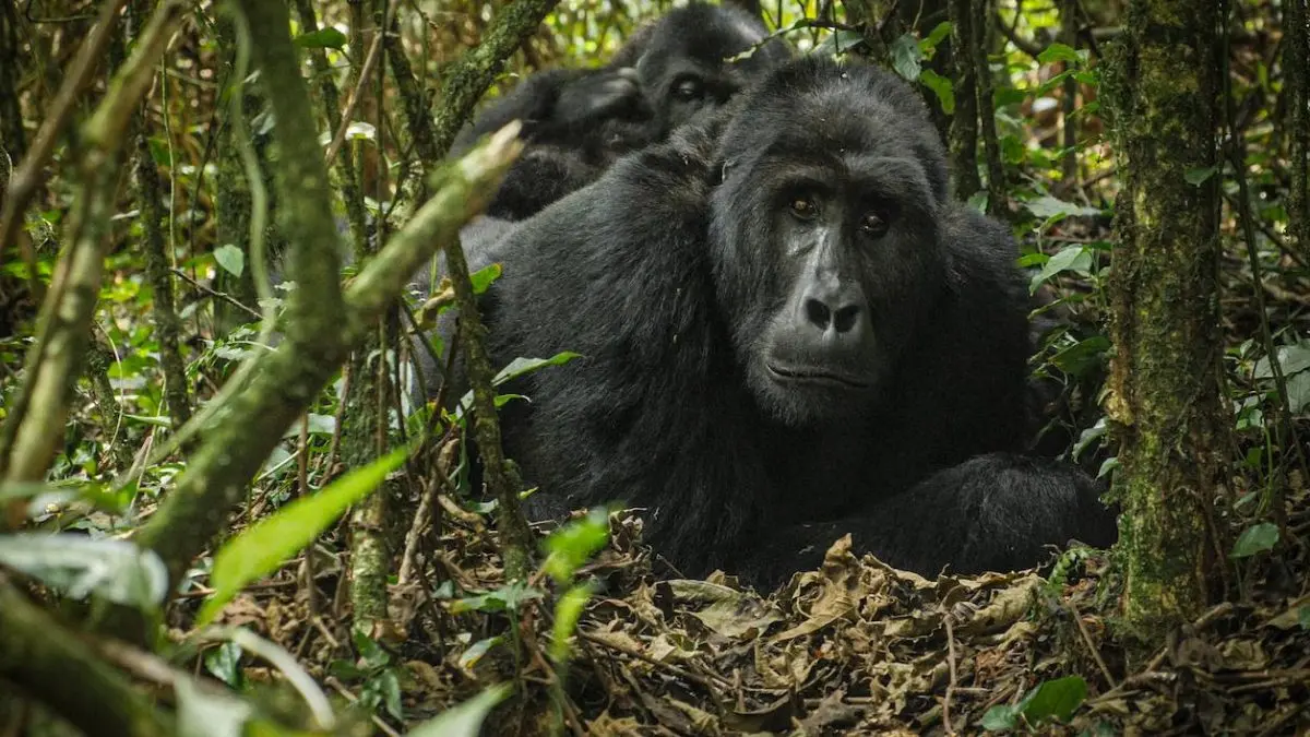 3 to 5 Day Honeymoon Gorilla Trekking and Lake Bunyonyi
