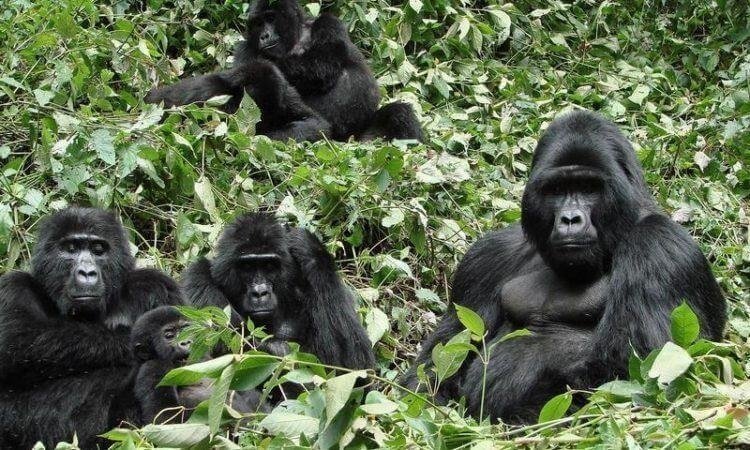 3‑5 Day Romantic Gorilla Escape – Bwindi & Lake Bunyonyi
