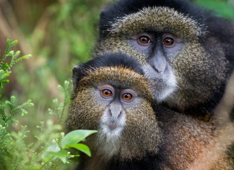 4 Days Rwanda Honeymoon Safari Itinerary JPEG
