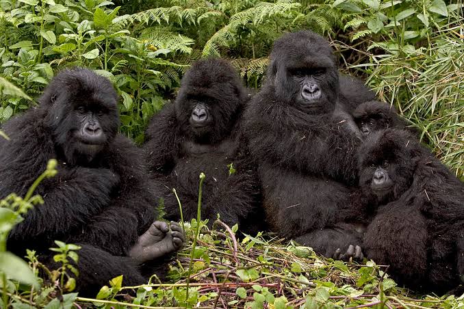 5 Days Rwanda Honeymoon Safari Itinerary 1