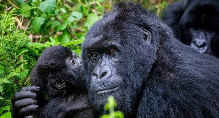 5 Days Rwanda Honeymoon Safari Itinerary 2