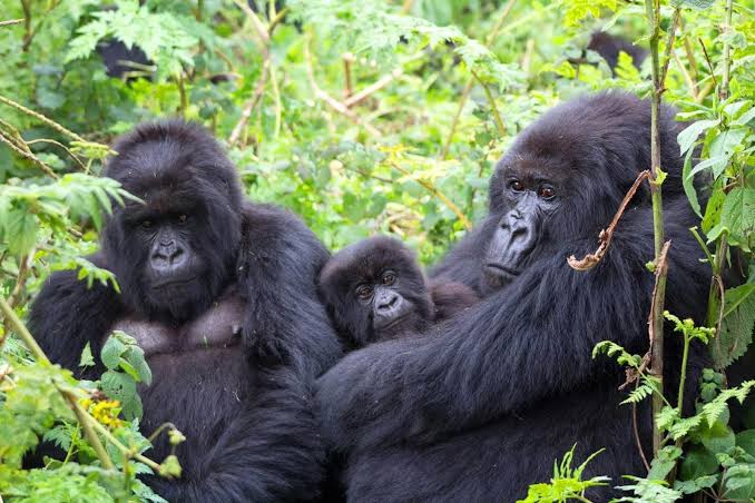 7 Days Rwanda Honeymoon Safari Itinerary 1