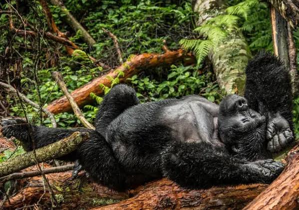 7 Days Rwanda Honeymoon Safari Itinerary 2