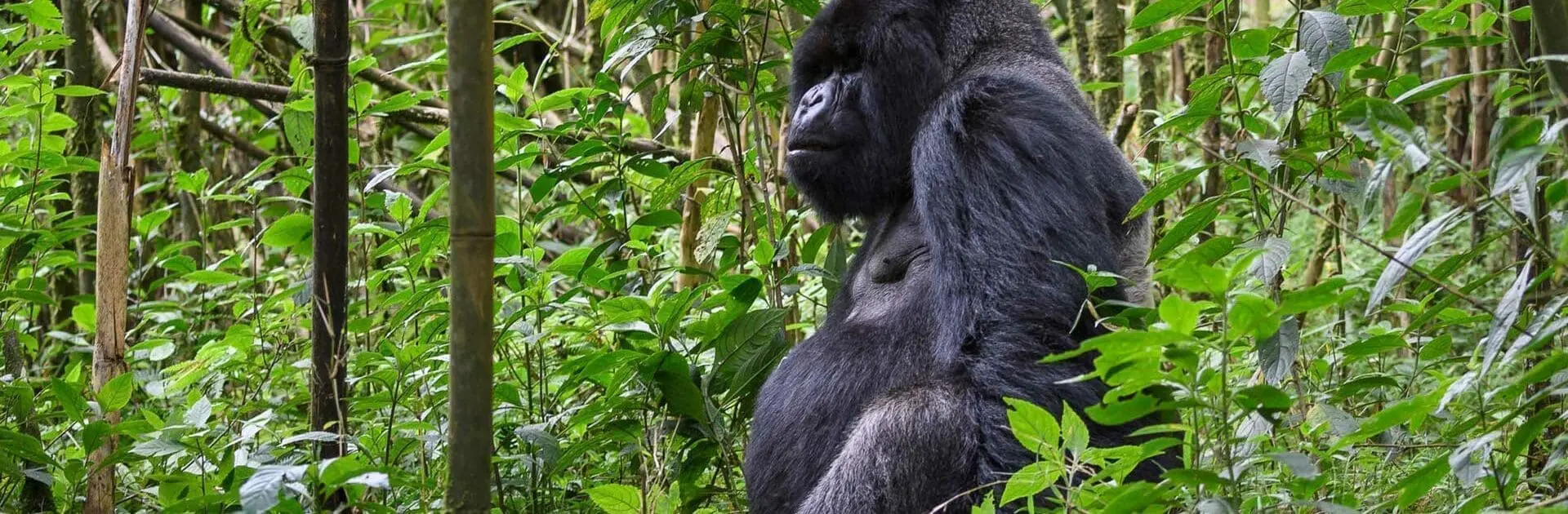 Rwanda Gorilla Trekking for Honeymooners stands out because it offers one of the rarest wildlife experiences on the planet. Mountain gorillas exist only in a small region of East Africa, and Volcanoes National Park is one of the few places where 