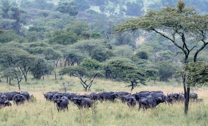 Akagera National Park 1