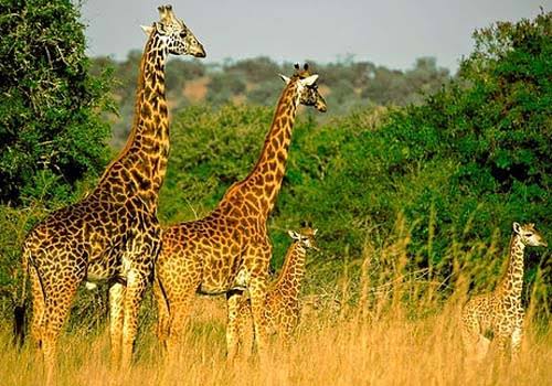 Akagera National Park