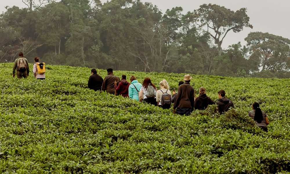 Best Duration for Rwanda Honeymoon Safari Itineraries 1