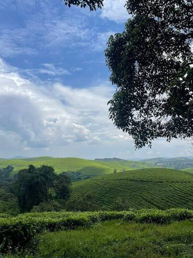 Best Duration for Rwanda Honeymoon Safari Itineraries