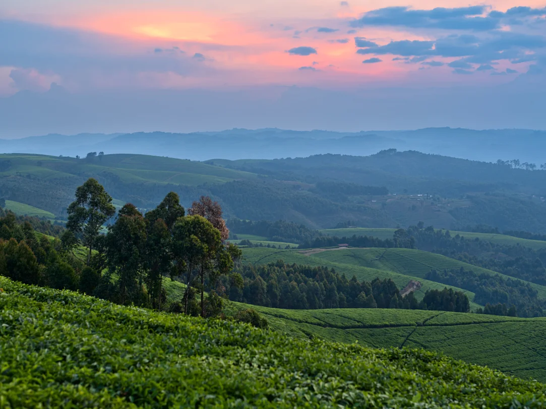 Best Duration for Rwanda Honeymoon Safari Itineraries WebP