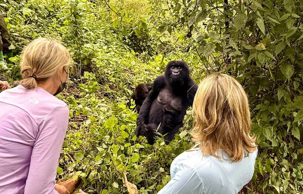 Best Time for a Gorilla Trekking Honeymoon in Rwanda WebP