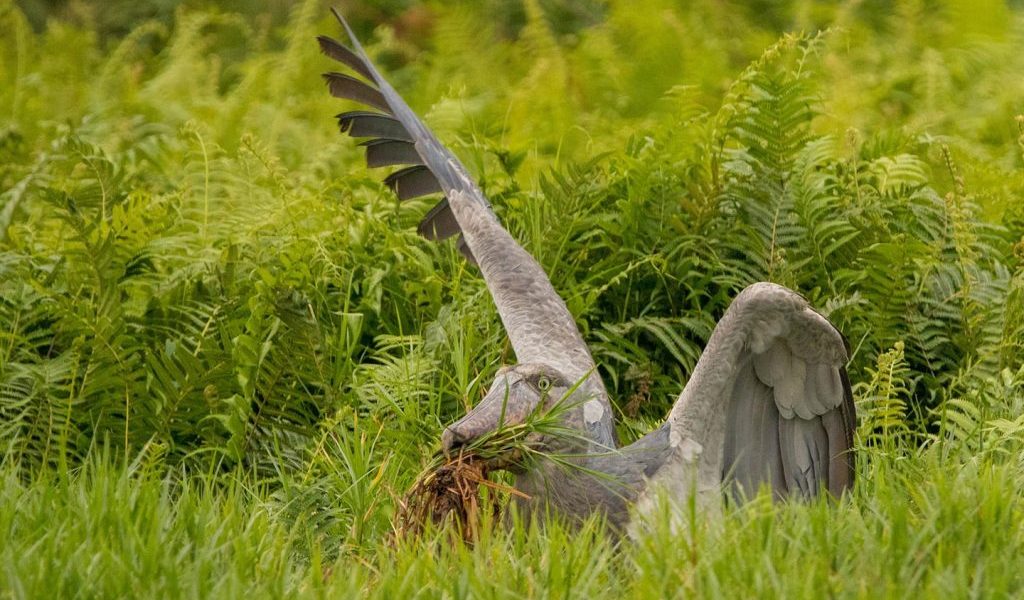 Birdwatching and Nature Exploration