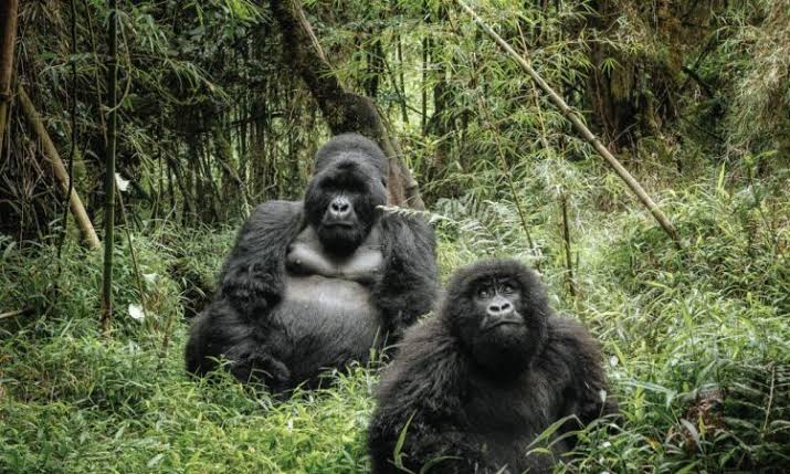 Bwindi Impenetrable National Park – The Heart of Gorilla Romance