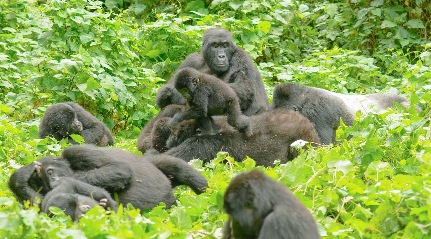 Bwindi vs Mgahinga Gorilla National Parks